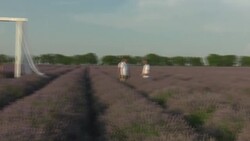 CLEAN : Moldova's lavender flourishes after Soviet decline News Clip