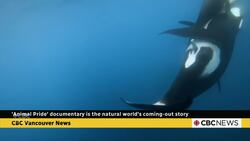 Animal Pride documentary is the natural world's coming-out story News Clip