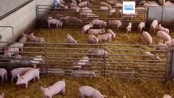Swine fever threatens Italy's prized prosciutto production News Clip