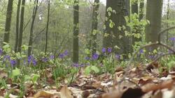 Bluebell forest flourishes as visitors stay away during outbreak Instructional Video
