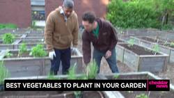 Here Are Some of the Best Vegetables to Plant in Your Garden News Clip