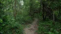 raining in deciduous forest in Northern Thailand Stock Footage