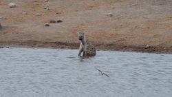 Hyena encounters in Kenya, South Africa and Botswana. Instructional Video