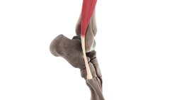 Fibularis brevis muscle (3D) Instructional Video