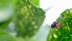 Spider Eating Fly in Slow Motion Stock Footage