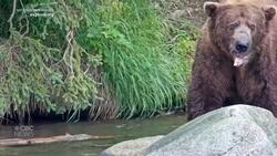 #TheMoment Chunk was crowned Fat Bear Week champion News Clip