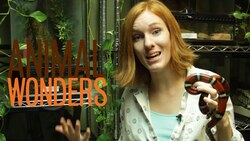 Snake Bite Video Instructional Video