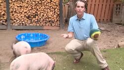 Butler family petitioning to allow pigs as pets Instructional Video