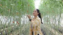 farm worker harvetsing tomatoes from organic garden Stock Footage