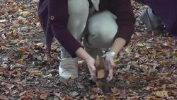Trees, leaves and soil to relax body and mind Instructional Video