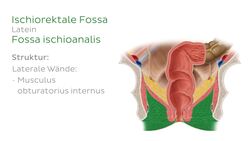 Fossa ischiorectalis Instructional Video