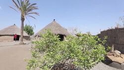 CLEAN : Fashaqa flashpoint: Sudanese dream of reclaiming fertile land News Clip