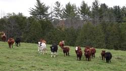 Exploring Natural Resources: Sustainability and Natural Resources Instructional Video