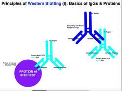 Biotechniques | General Theory of Western Blotting Instructional Video