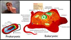 A Tour of the Cell Instructional Video