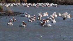 White Pelicans Stock Footage