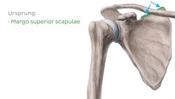 Musculus omohyoideus Instructional Video