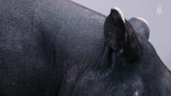 Discover the Malayan tapir, Asia's gentle giant Instructional Video
