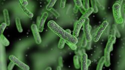 Protecting the Arctic Tundra Instructional Video