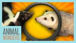 Opossum and Skunk Get a Wheel! Instructional Video