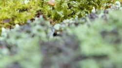 The Tiny Mossy Frog Clings for Survival Instructional Video