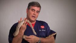 What Snakes Are Like as Pets Instructional Video