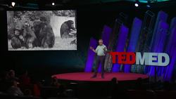 TED: The surprising science of alpha males | Frans de Waal Instructional Video