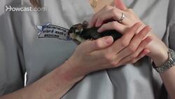 What's the Best Age to Adopt a Sugar Glider? Instructional Video