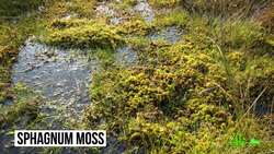 The Hidden Superpowers of Moss Instructional Video