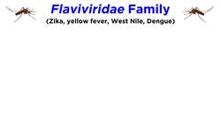 Zika Virus (Genus Flavivirus) Instructional Video