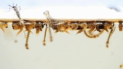 Mosquitos adult pupa larvae, Example in the laboratory - scientific research and development concept. Stock Footage