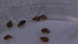 What Home Pests Bite? Instructional Video