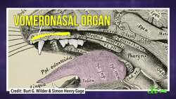 Why Is Your Cat So Disgusted With You? Instructional Video