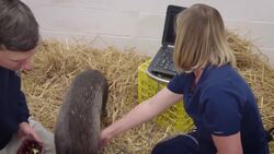 This Warty Pig Has a Heart Condition and This Is How Vets Are Helping Instructional Video