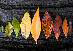 Parts of the Plant: Leaves Instructional Video