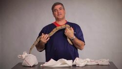 Fun Anaconda Facts Instructional Video