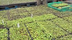 How a popular Caribbean crop has grown on an Ottawa farm News Clip