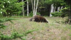 Acadia National Park - Porcupine Walking Instructional Video