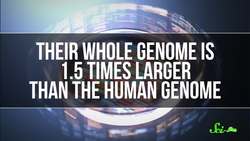 Stop Saying Sharks Will Cure Cancer Instructional Video