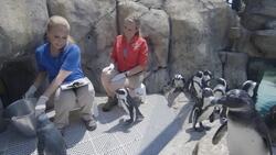 This Special Scale Helps Zookeepers Weigh Penguins Instructional Video