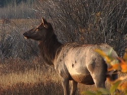 ¿Qué es un mamífero? Instructional Video