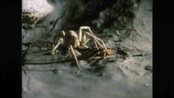 Owl's Fascinating Facts: Bombardier Boiling Bottom Instructional Video