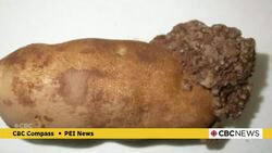 P.E.I. government establishes fund to buy and preserve land where traces of potato wart were found News Clip