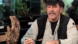 5 Cool Facts & Care Tips for Red Trapdoor Spiders Instructional Video