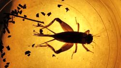 Insect Stock Footage