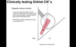 Clinical testing extraocular muscles tutorial Instructional Video