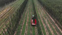 Harvesting hops Stock Footage