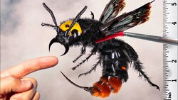 Stung by the Rare Mammoth Wasp! Instructional Video