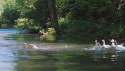 Ducks! Duck Facts for Kids and Toddlers Instructional Video