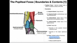 The Popliteal Fossa | Boundaries & Contents Instructional Video